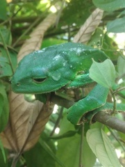 Phyllomedusa tarsius