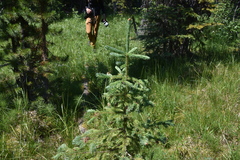 Picea engelmannii