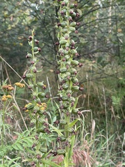 Epipactis helleborine