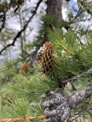 Larix lyallii
