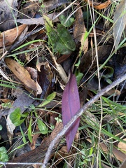 Cryptostylis leptochila