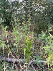 Epipactis helleborine