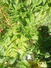 Anthriscus sylvestris