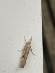 Agriphila geniculea