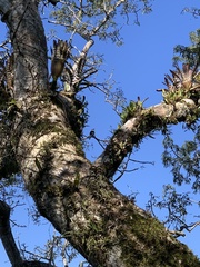 Notharchus hyperrhynchus