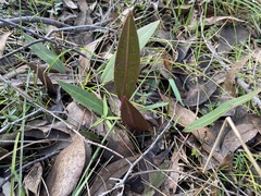 Cryptostylis leptochila
