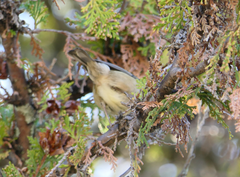 Acanthiza pusilla
