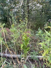 Epipactis helleborine
