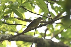 Ancistrops strigilatus