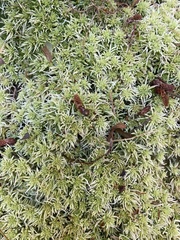 Sphagnum