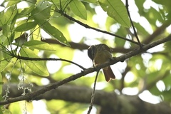 Ancistrops strigilatus