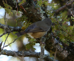 Acanthiza pusilla