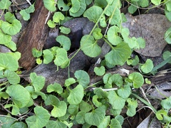 Viola hederacea