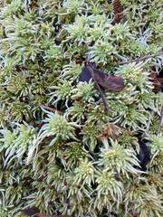 Sphagnum