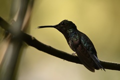 Thalurania furcata