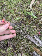Isotropis cuneifolia