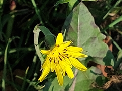 Tragopogon pratensis