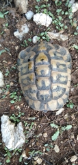 Testudo hermanni