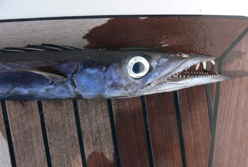 Snake mackerel (Gempylus serpens) — Gempylidae — 2