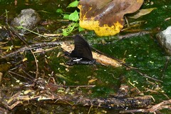 Papilio nephelus chaonulus