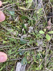 Isotropis cuneifolia