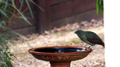 Ptilonorhynchus violaceus