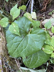 Asarum caudatum