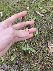 Isotropis cuneifolia