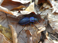 Carabus intricatus