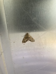 Cataclysta lemnata