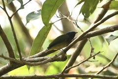 Lepidothrix coronata