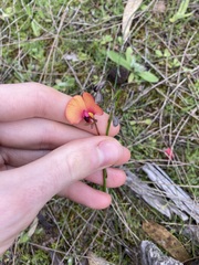 Isotropis cuneifolia