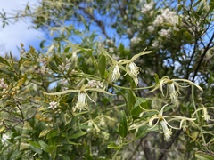 Clematis microphylla