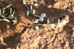 Dissocarpus fontinalis