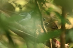 Myrmoborus myotherinus