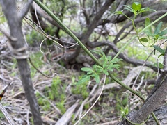Clematis microphylla