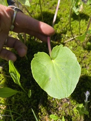 Oxyria digyna