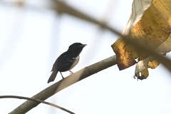 Pachyramphus polychopterus