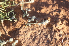 Dissocarpus fontinalis