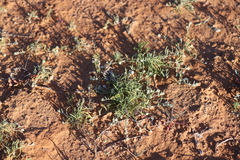 Dissocarpus fontinalis