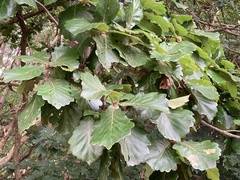 Quercus dentata