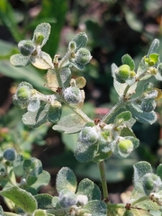 Podosphaera euphorbiae