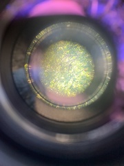 Pteroglossus pluricinctus