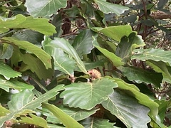 Quercus dentata