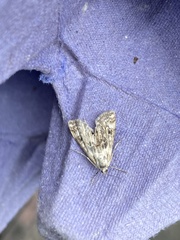 Cataclysta lemnata
