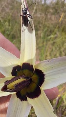 Neoeutrapela