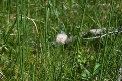 Eriophorum scheuchzeri