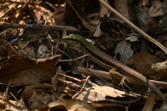 Ameiva ameiva