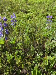 Lupinus arcticus