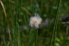 Eriophorum scheuchzeri